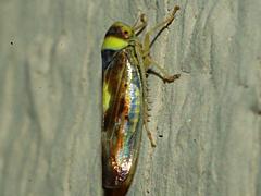 Leafhopper